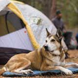 犬とキャンプを安心＆楽しく過ごすための注意点とポイントまとめ