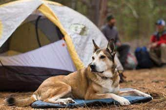 犬とキャンプを安心＆楽しく過ごすための注意点とポイントまとめ