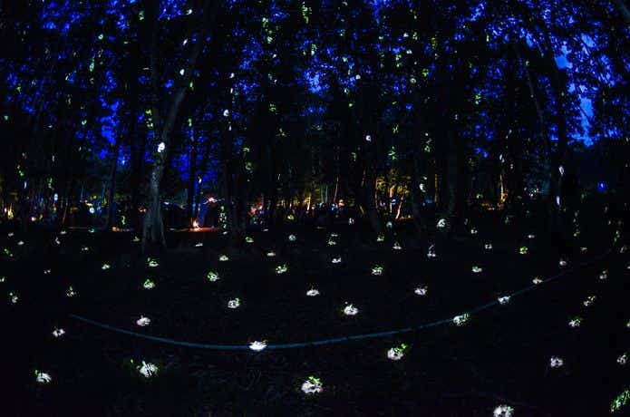 ニューアコでライトアップされた幻想的な森