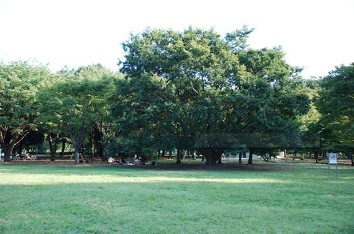 ピクニック 東京　小金井公園