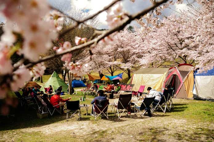 広島の岩倉ファームパークキャンプ場と桜
