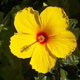 黄色い花　ハイビスカス