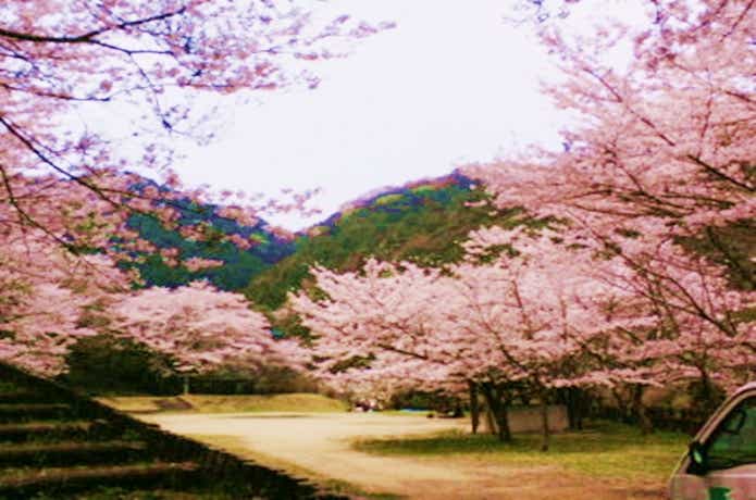 大阪の阪南市鳥取池緑地桜の園キャンプ場