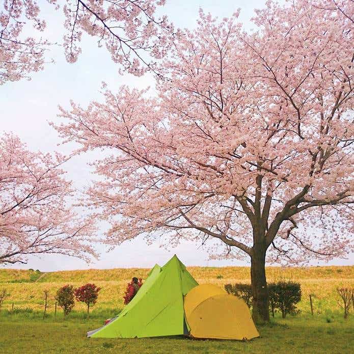 花見　桜とテント