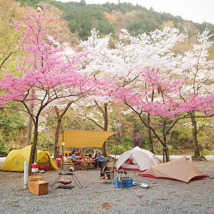 桜を眺められるキャンプ場