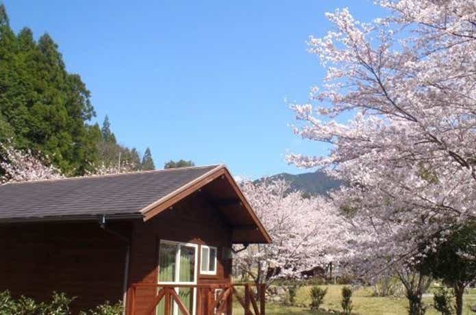 関西のコテージと桜