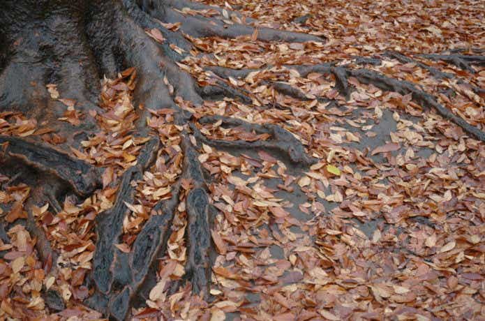 落ち葉と木の根っこ