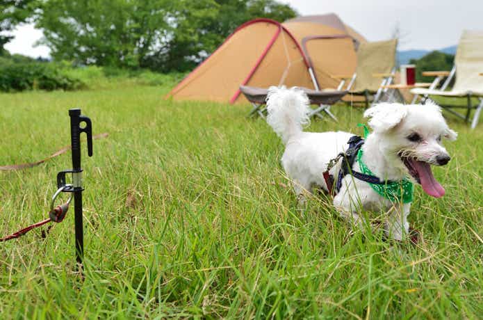 あの有名ブランドの犬用キャンプアイテムがすごい 見ても楽しいアイテム6選 Camp Hack キャンプハック