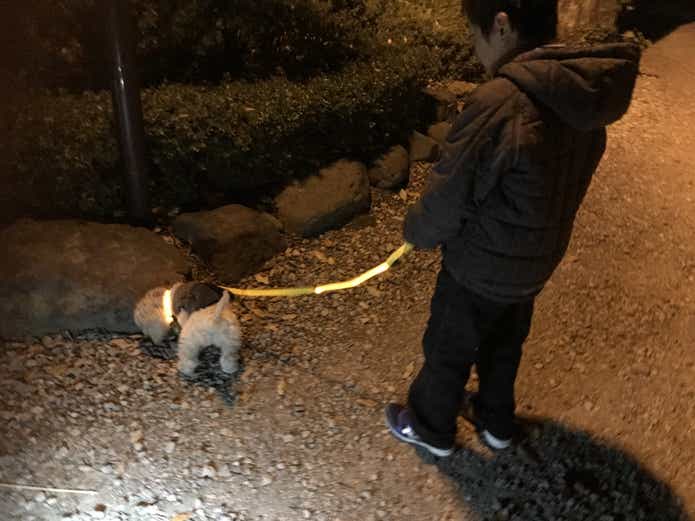 オジーのしっぽ LED付き犬の首輪で散歩する犬と人
