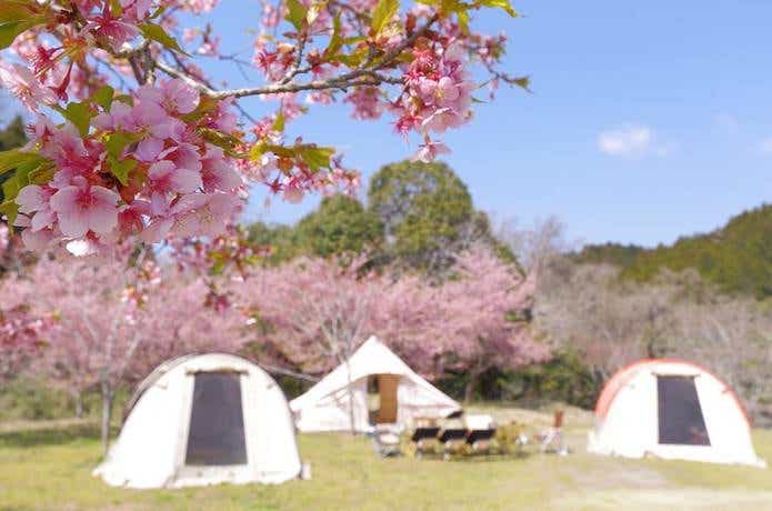 桜の咲くキャンプ場