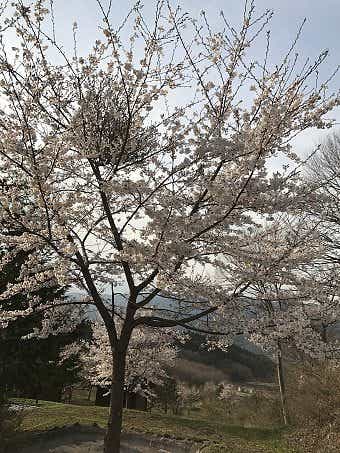 桜の咲く　上毛高原キャンプグランド　画像2