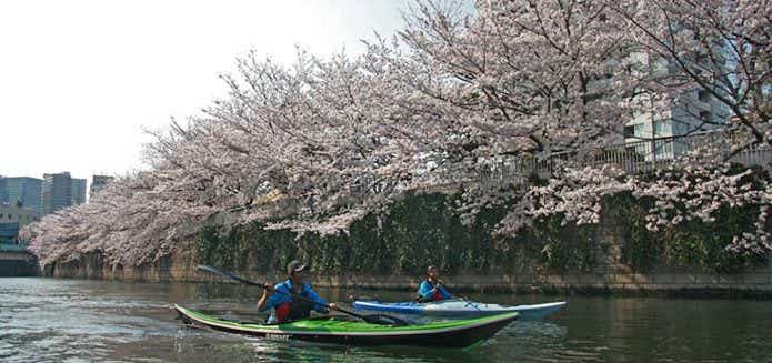 桜が咲く目黒川をカヌーで進む