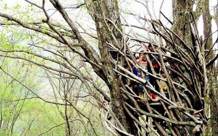 千年の森自然学校　木登り中のこども