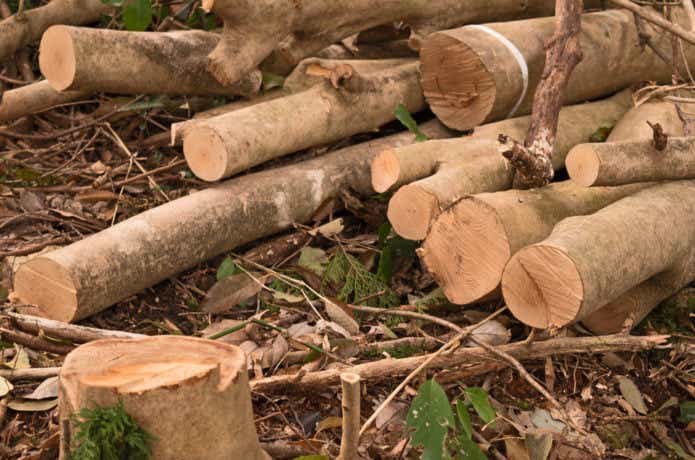 伐採された木材