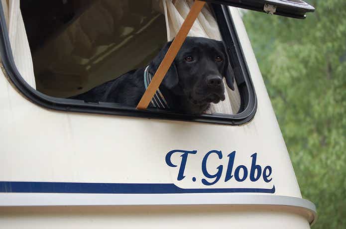 T.Globe　犬