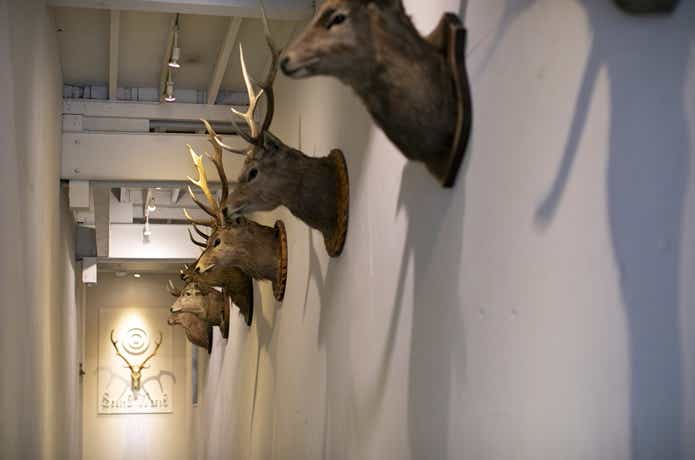 SOUTH2 WSET8の店内廊下　鹿の頭が並ぶ様子