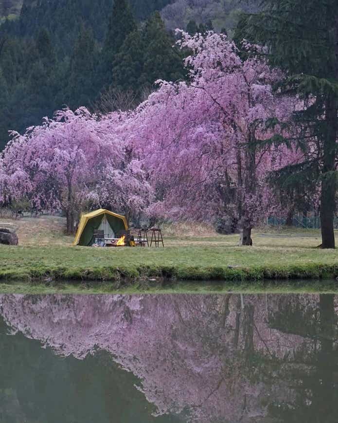 枝垂桜の下でキャンプ