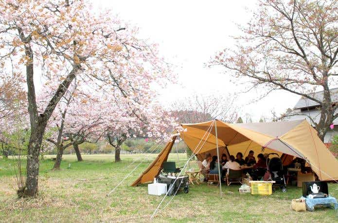 桜を見ながらキャンプ