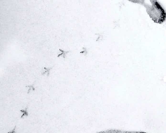 雪に鳥の足跡
