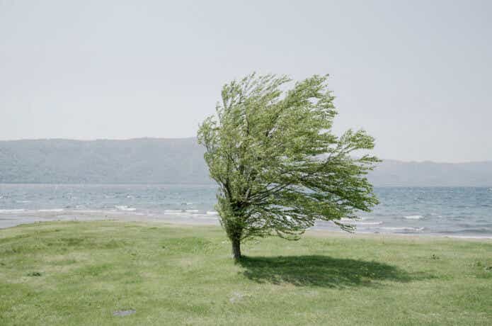 風に煽られる木