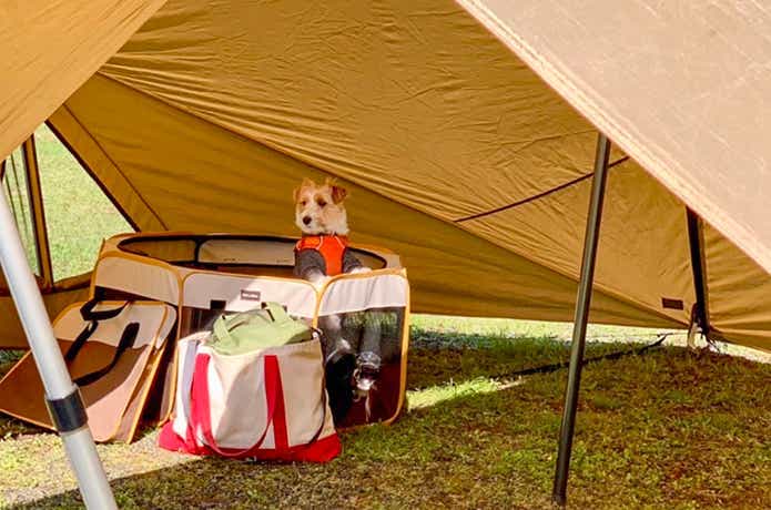 犬キャンプ