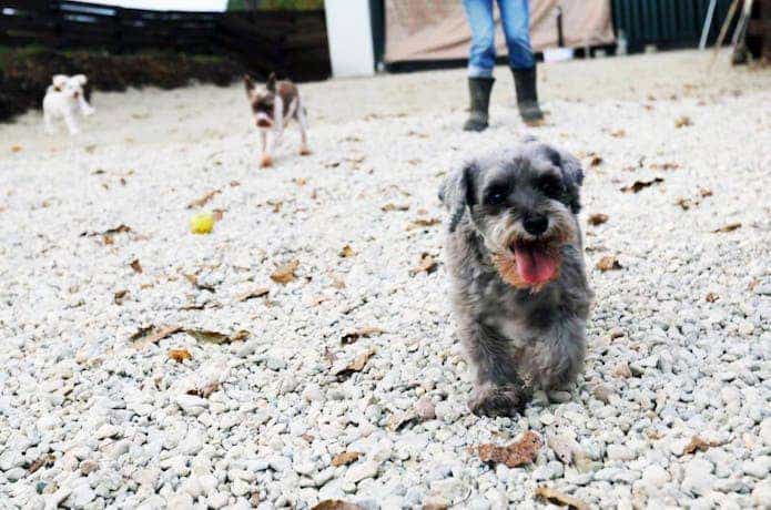 「那須高原オートキャンプ場 クアトロぺロス」のサイト内を歩いている犬