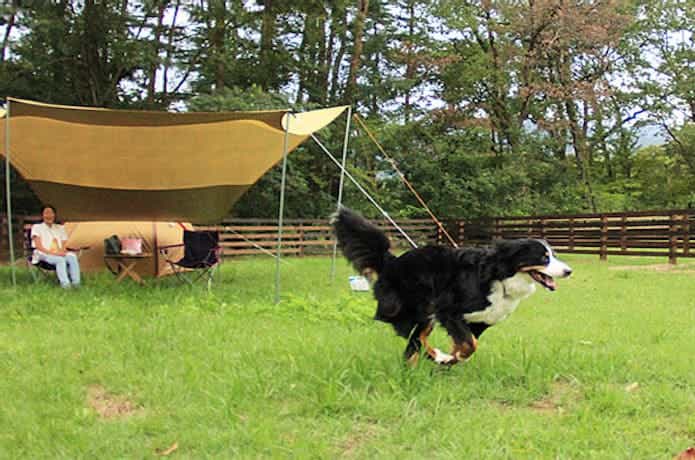 「神鍋高原キャンプ場」のサイトで犬が走っている