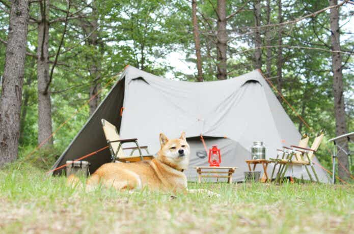 愛犬とキャンプを楽しむ