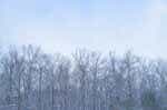 木に雪が積もった冬の景色