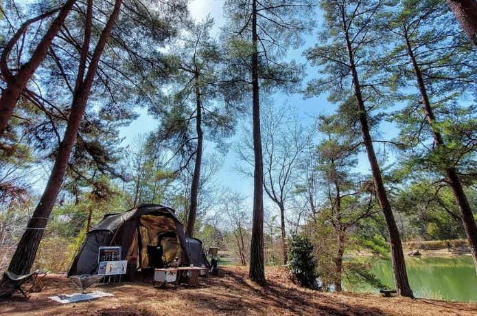 林に設置したキャンプ