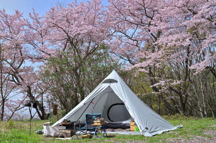 桜に囲まれたキャンプシーン_ワンポールテント