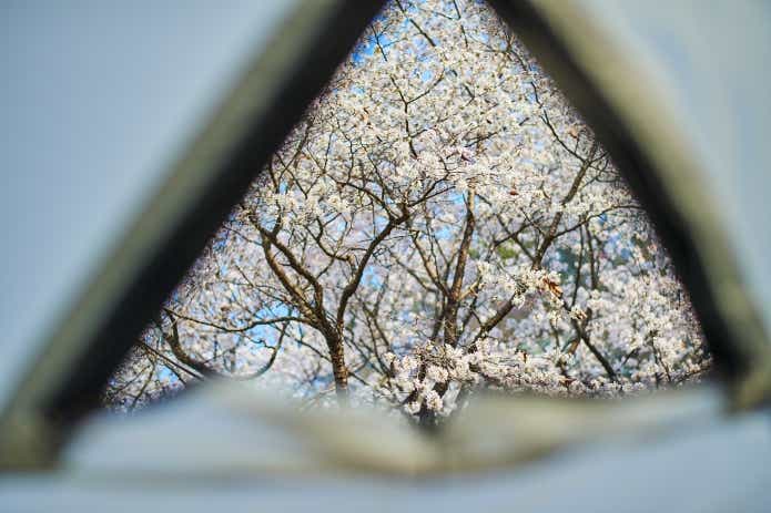 テントの中から見える桜景色