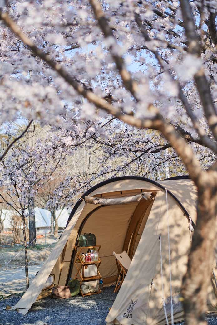 他のキャンパーも桜の木の下でキャンプを楽しんでいた