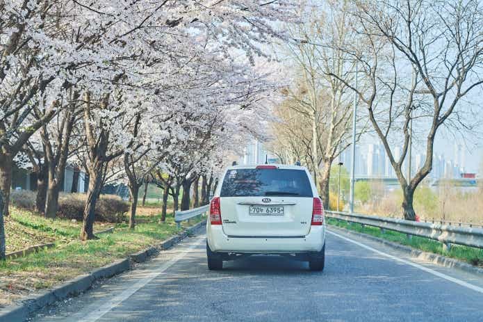 訪れた時は4月上旬でソウルは桜で満開だった