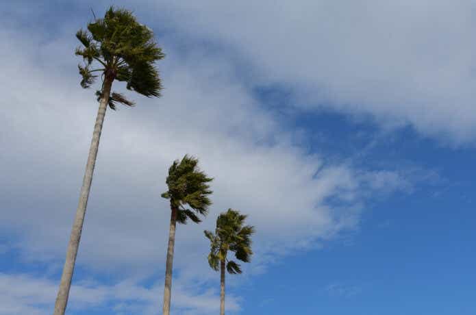 風で椰子の木が揺れる