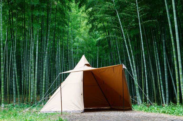 竹林付近でベージュのテント