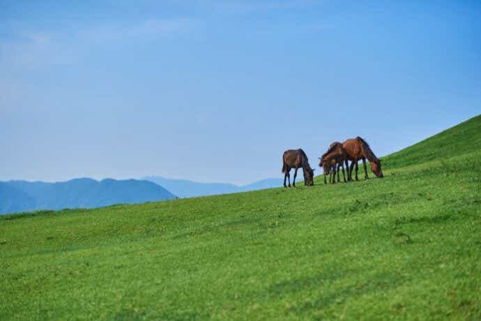 小松ヶ丘にいる馬の群れ