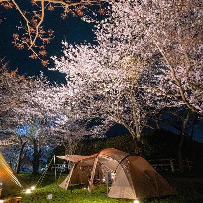 @azoo_sotoasobiさんの投稿より、森のまきばオートキャンプ場の夜桜キャンプシーン