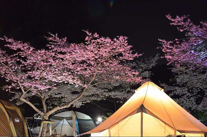 @kensuke116さんの投稿より神之川キャンプ場の夜桜キャンプシーン