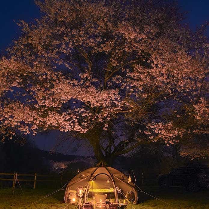 @bison_sskさんの投稿より、成田ゆめ牧場ファミリーキャンプ場の夜桜シーン