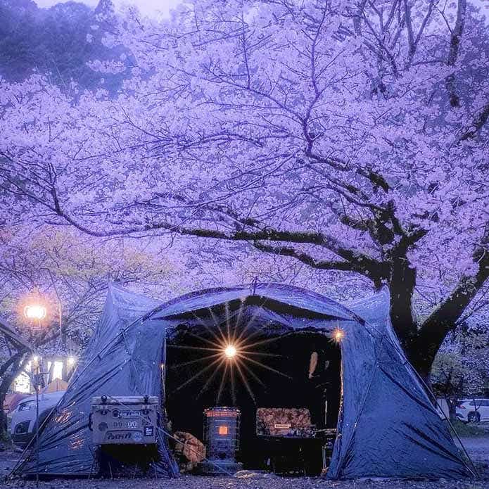 @jecy510さんの投稿より、青野原オートキャンプ場のお花見キャンプシーン