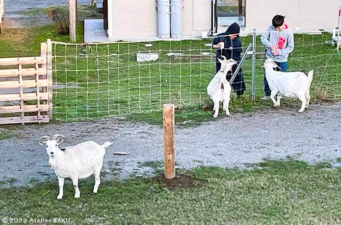 かずさオートキャンプ場のヤギ