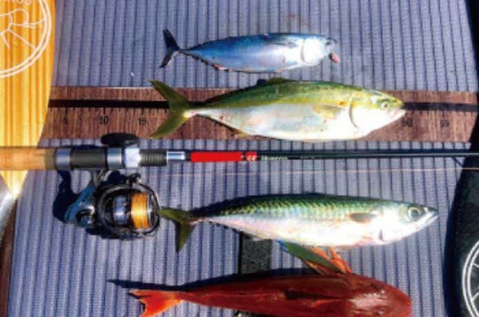 SOUYU STICK ADVENTURE 10'10''に魚を乗せる