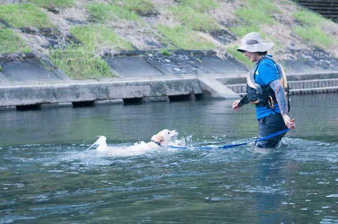 岩屋公園キャンプ場に流れる川で、犬と遊ぶ女性