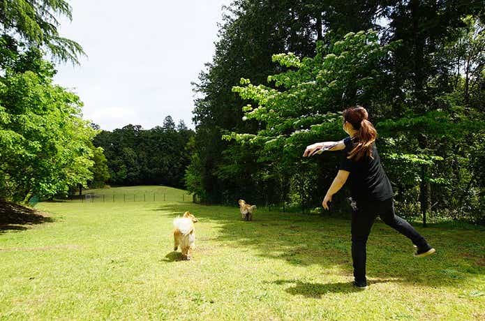 アスパイヤの森のドッグラン