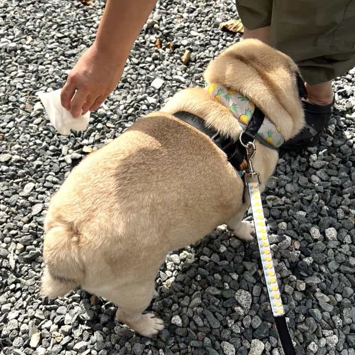 クリロン「うんちが臭わない袋BOS」で回収