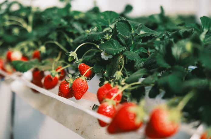 成田市のTHE FARM SLOW MOUNTAIN NARITA