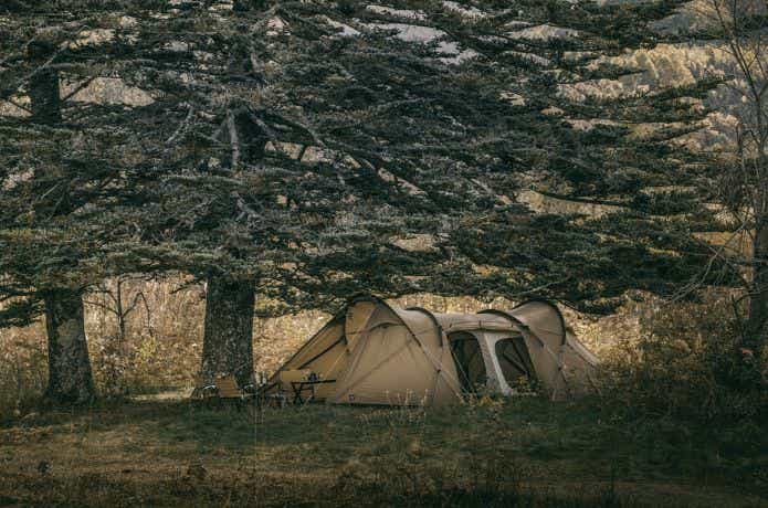 大きな木下にあるゼインアーツ  ロガ4