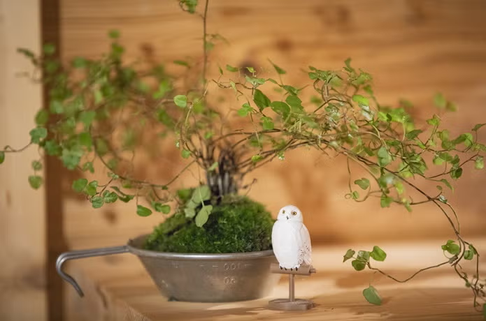 シェラカップに植物を植える