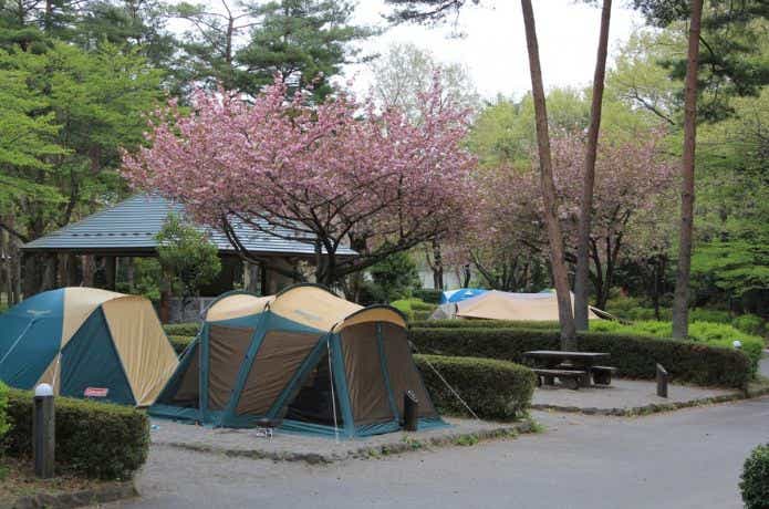 桜が咲いているキャンプ場